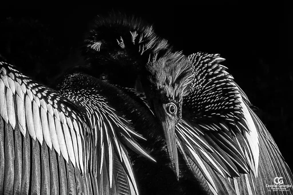 Anhinga Closeup