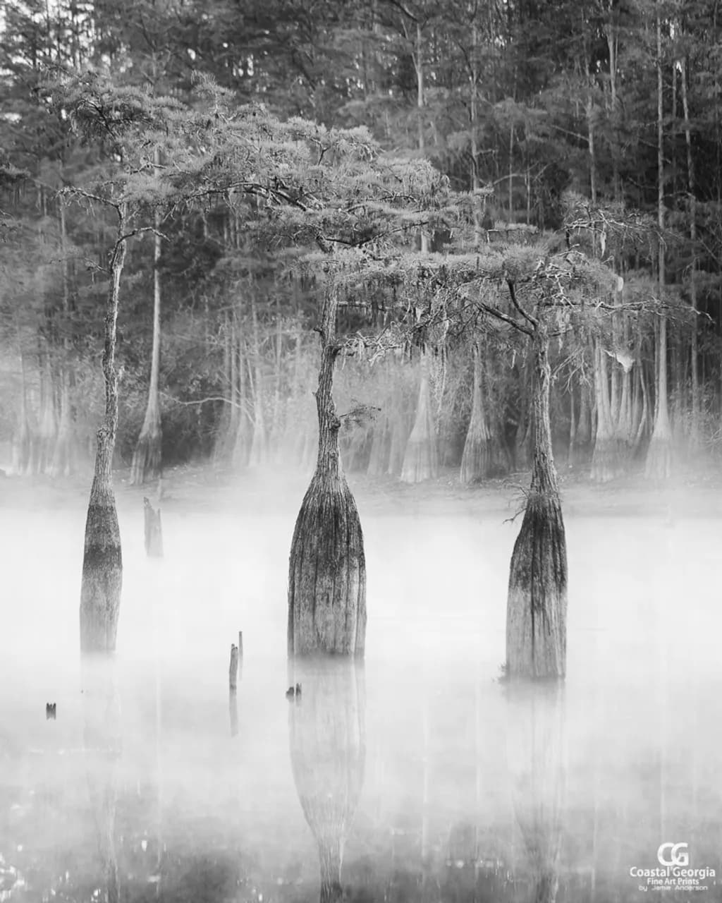 Cypress Fog