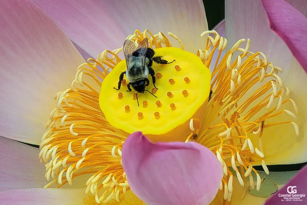 A Bee Bright Moment