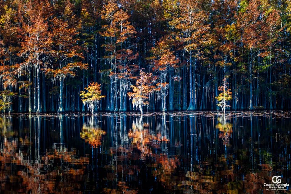 Autumn Cypress Reflections