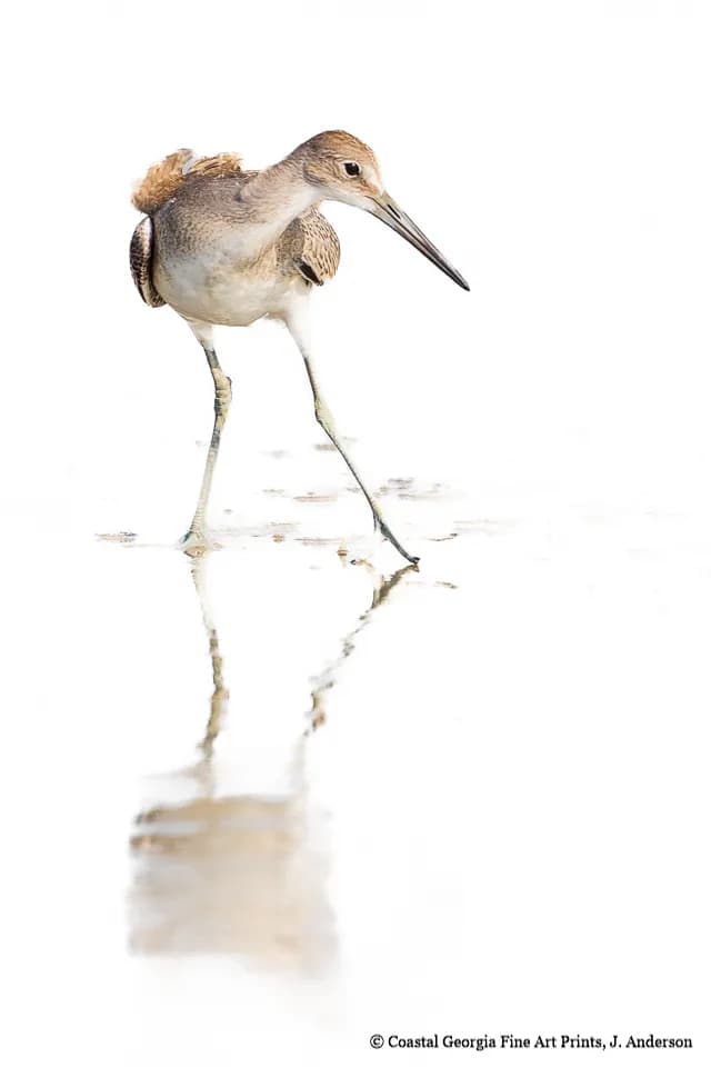 The Willet Pose