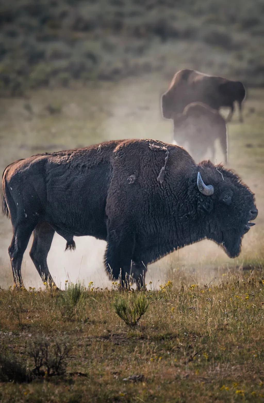 Bison in Yellowstone