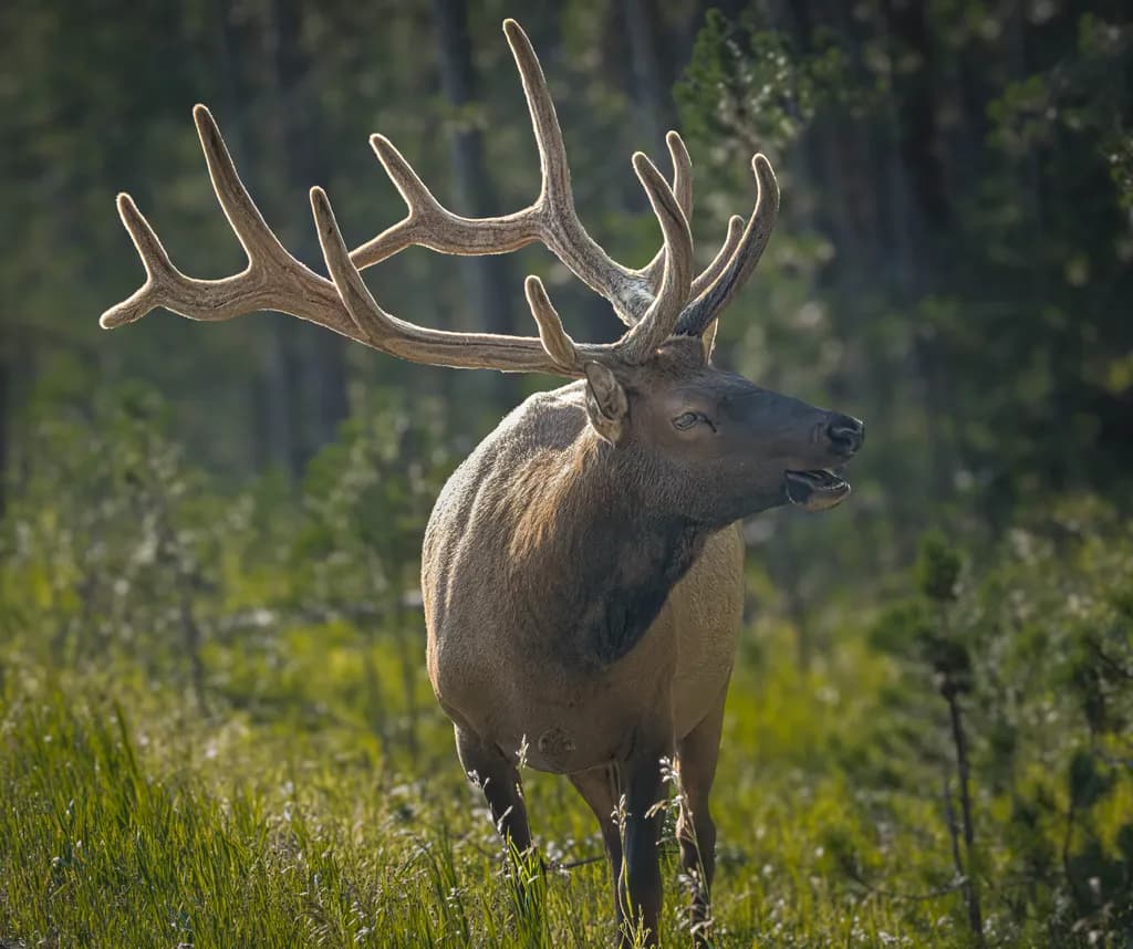 Elk in Forest Grass