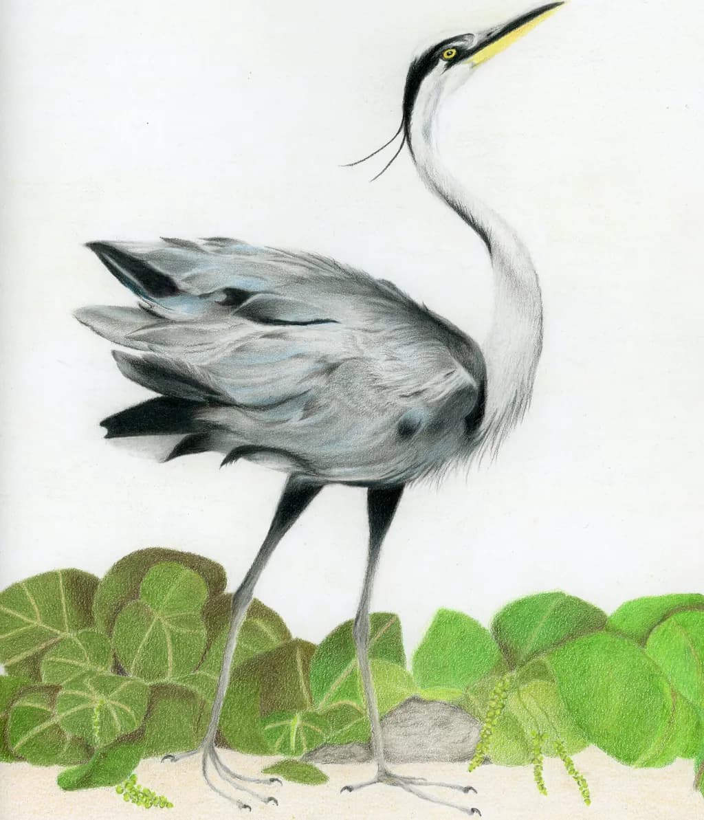 Dancing Heron in Sea Grape Leaves