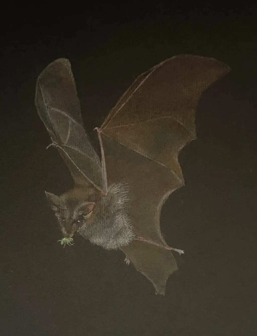 Little Brown Bat