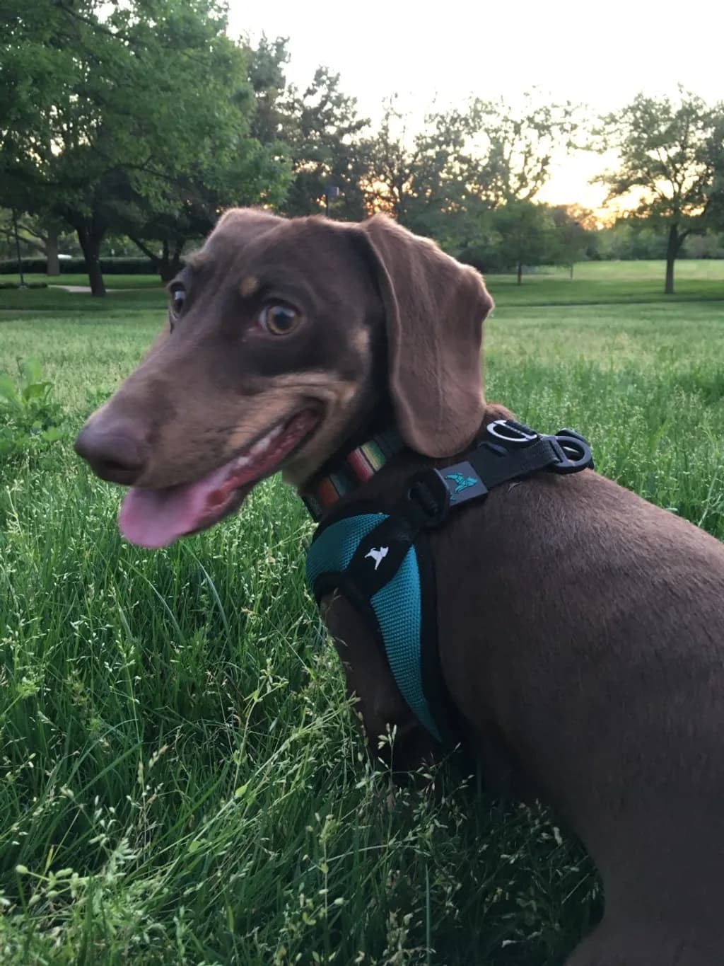 Playful Evening Pup