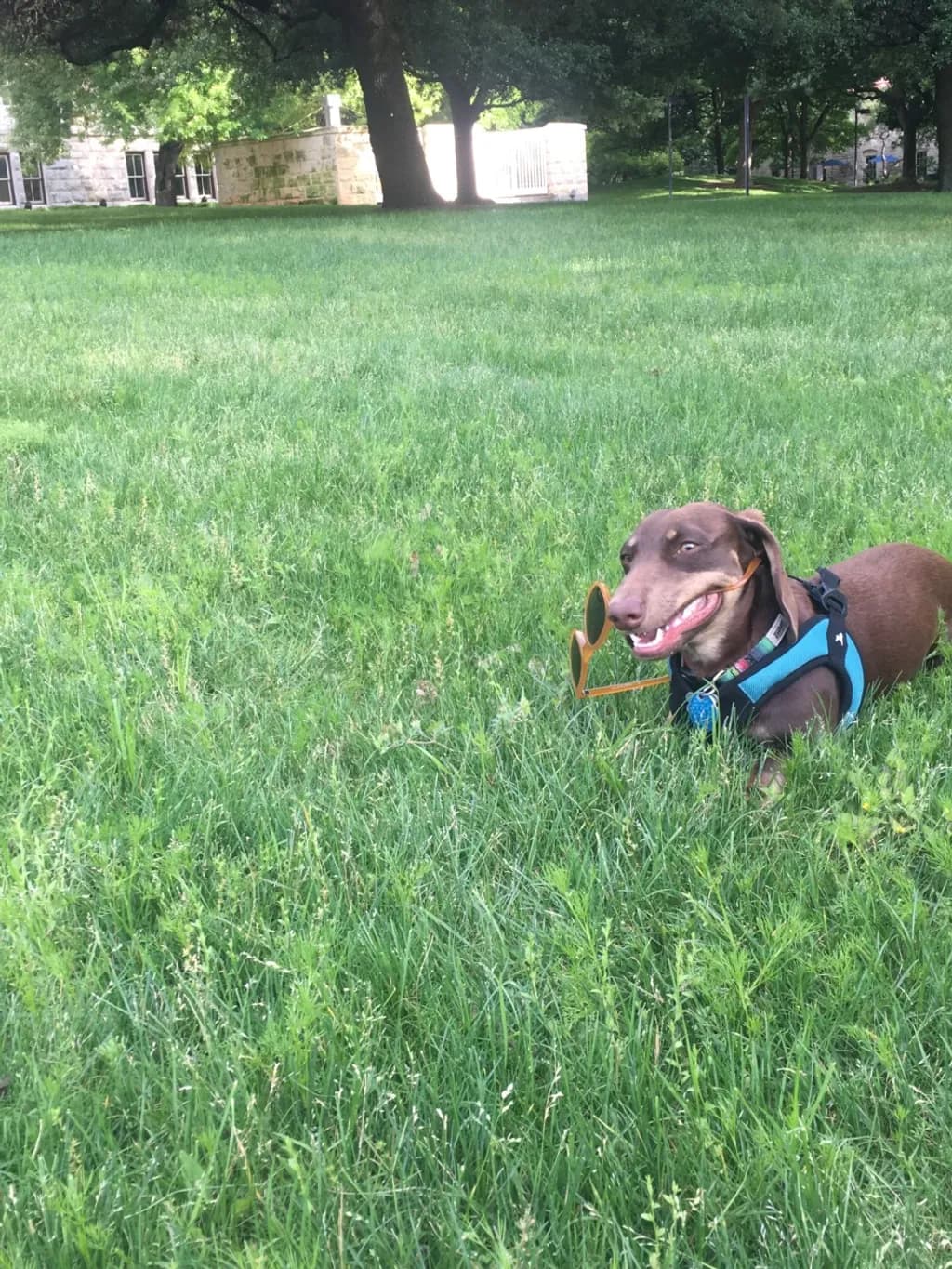 Playful Park Pup