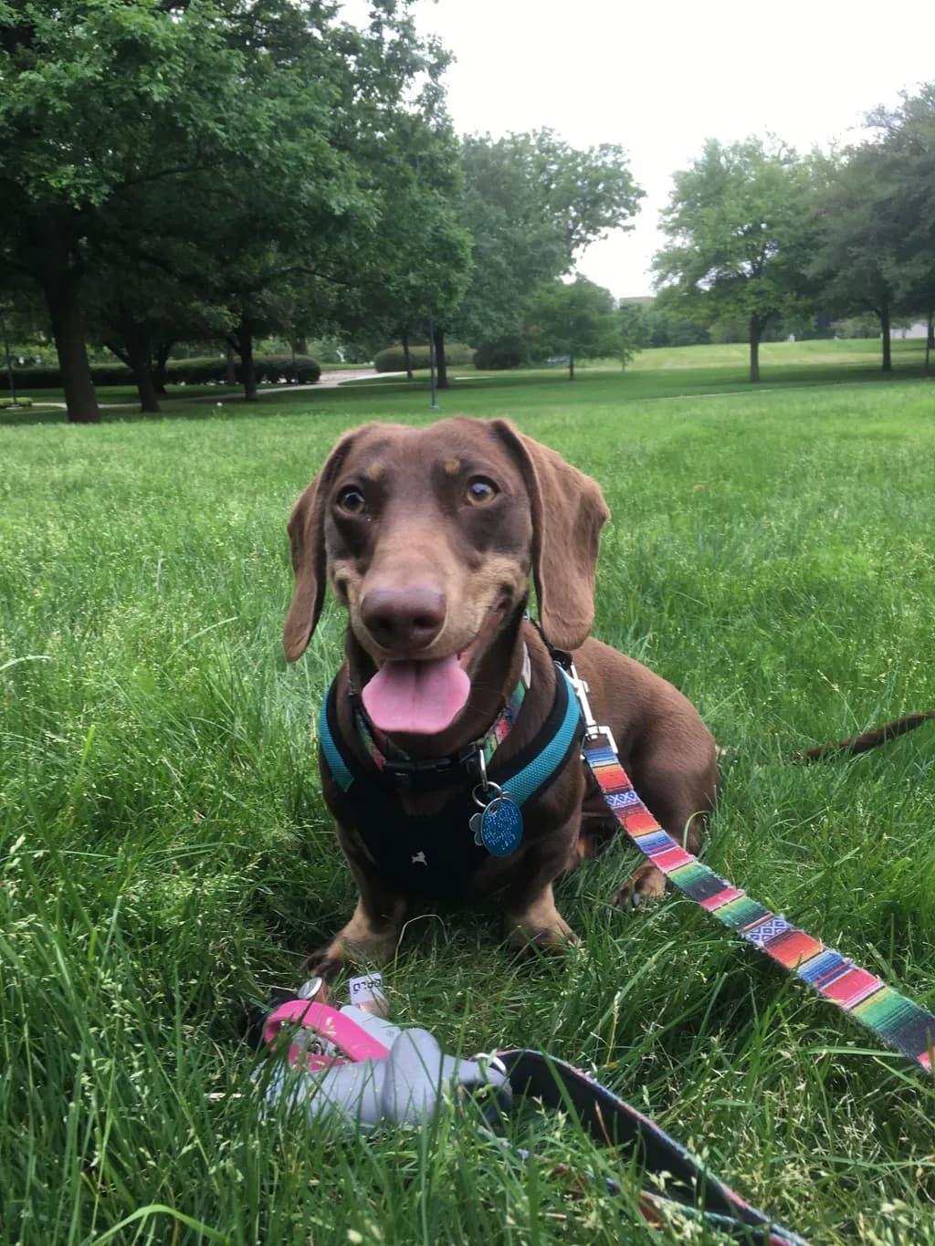 Playful Pup