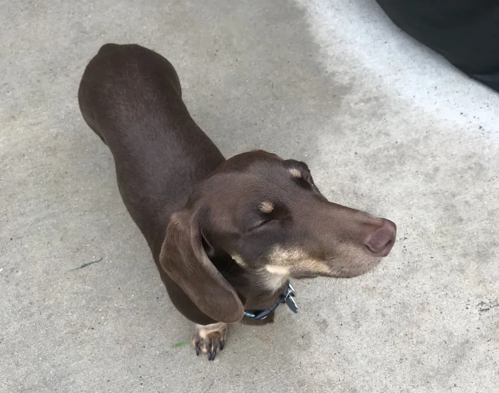Content Dachshund