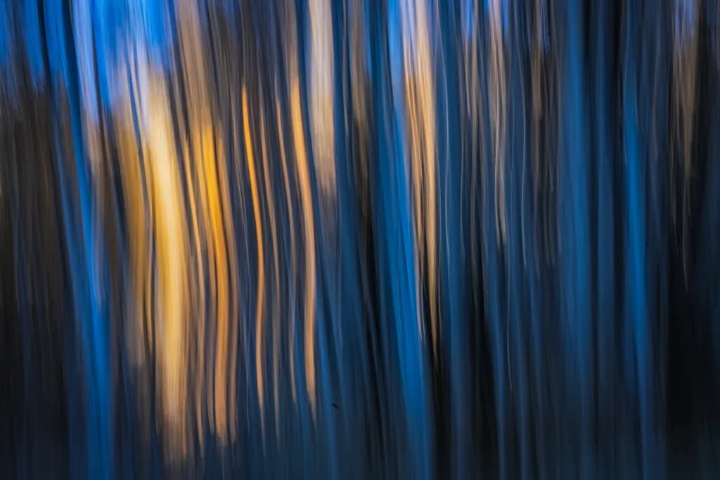 Dusk Forest Dance
