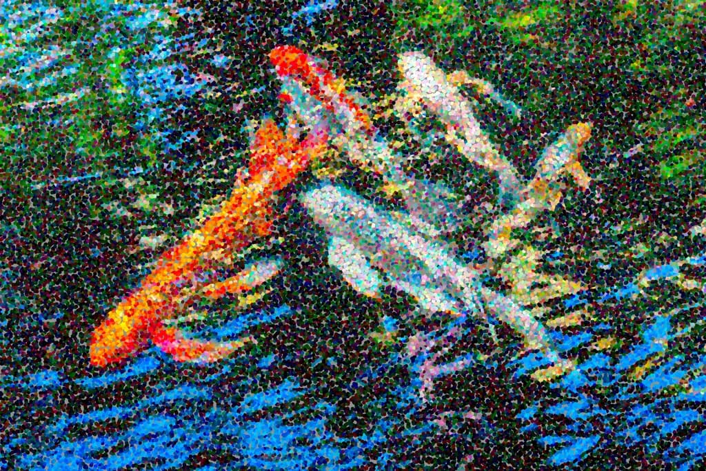 Koi Dance