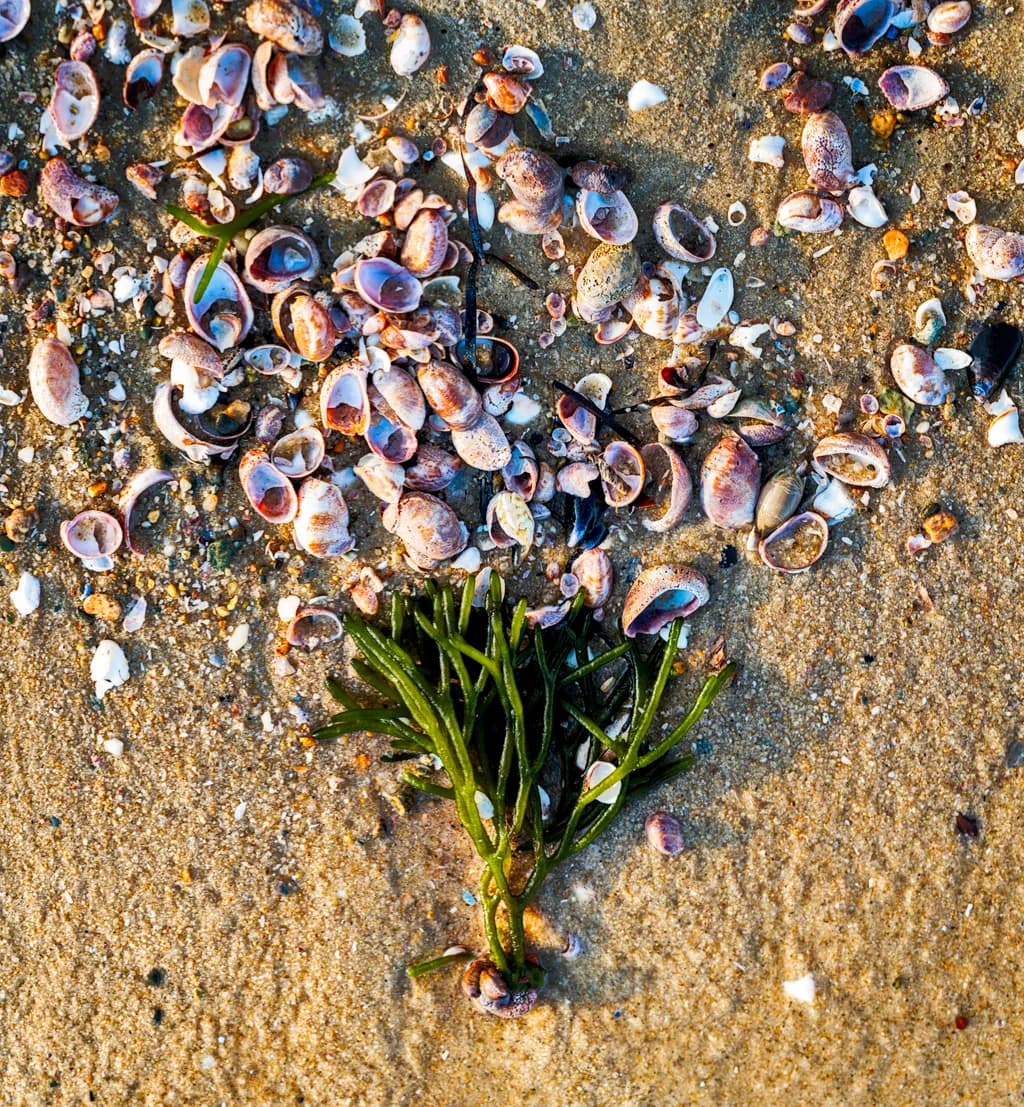 Shell Bloom