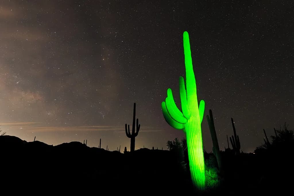 Luminous Cactus