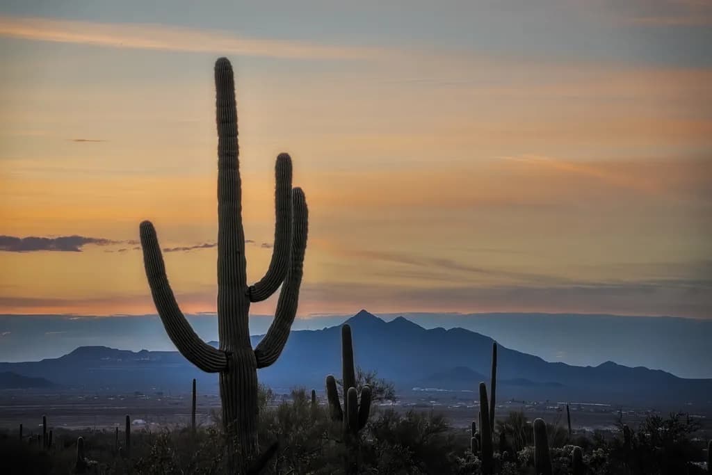 Desert Silhouette