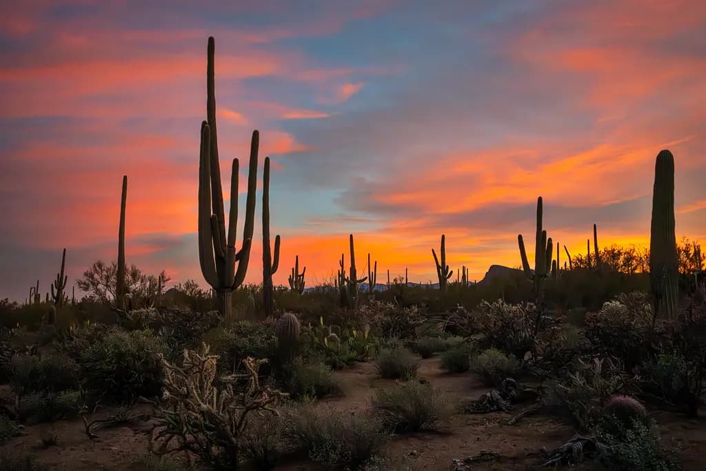 Desert Twilight