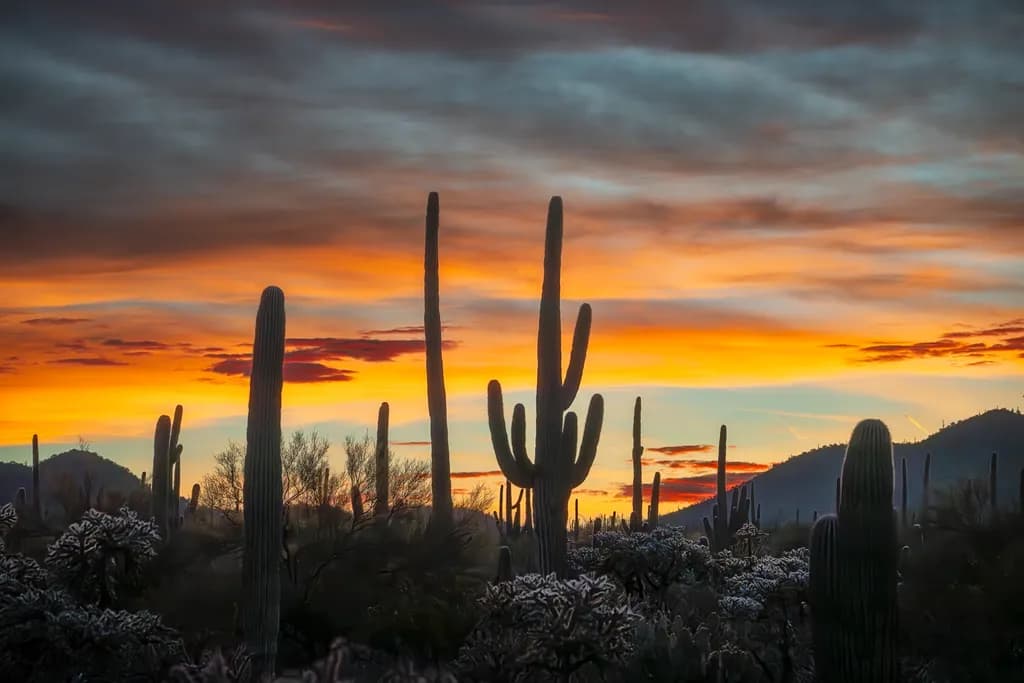 Saguaro Dusk