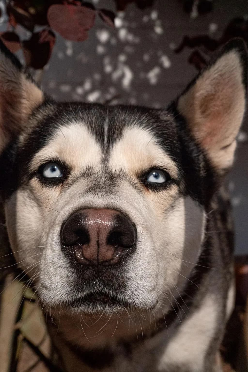 Floki Glance