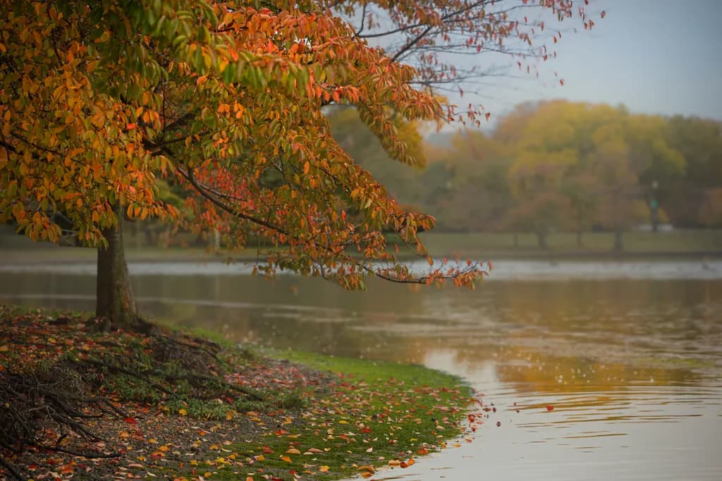 Autumn's Embrace: A Serene Reflection by the Water's Edge