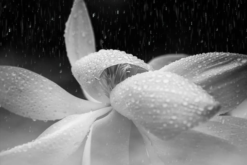 Whispers of Rain: A Monochrome Blossom Embraced by Nature's Tears