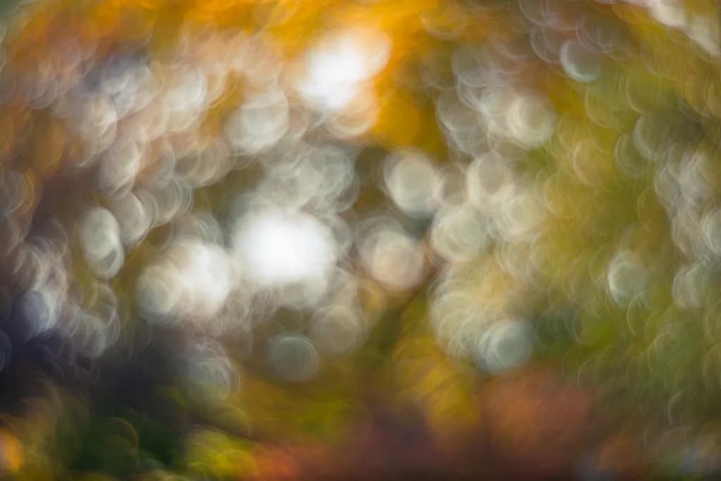 Whispers of Autumn: A Soft Dance of Blurred Colors in Nature's Embrace