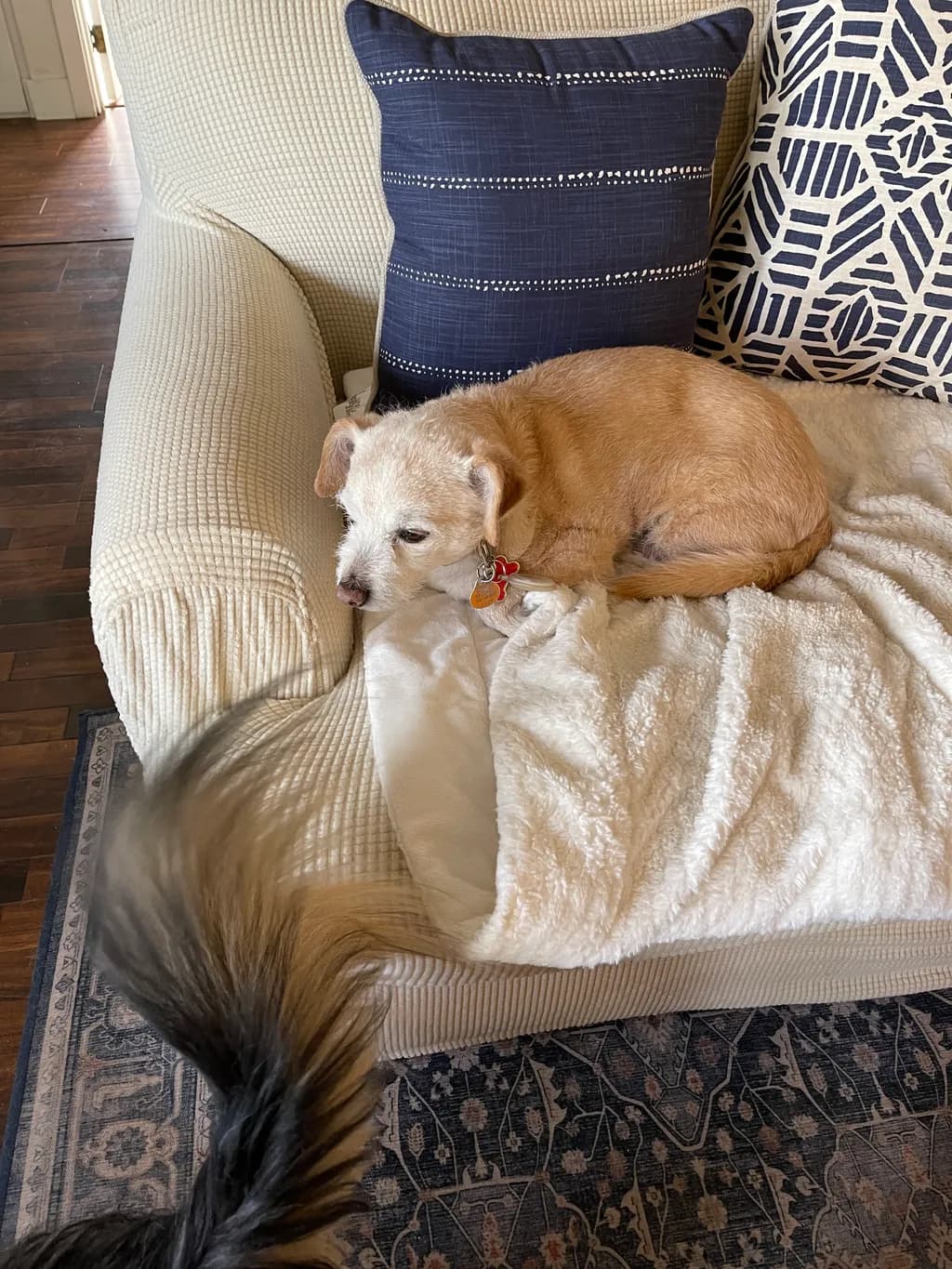 Cozy Couch Dog