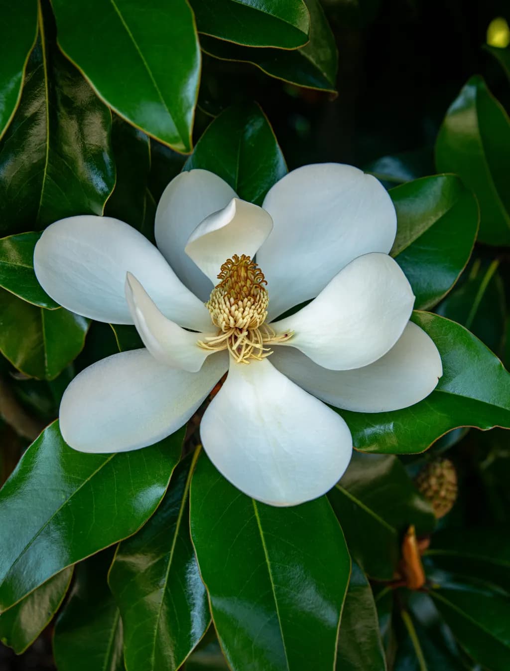 Magnolia Blossom Depth