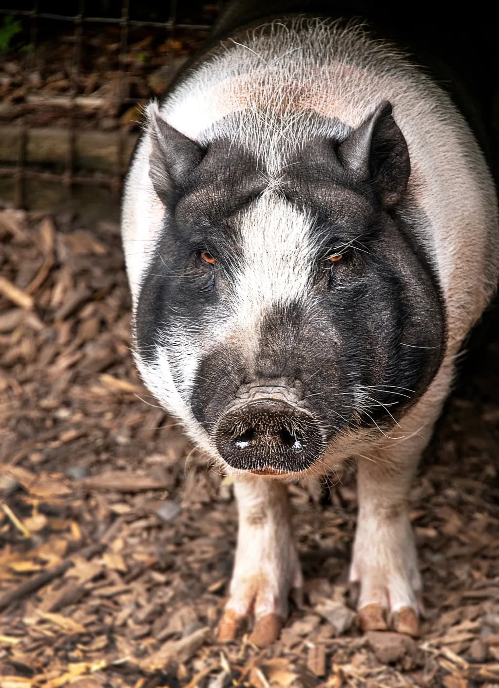 Farm Pig Portrait