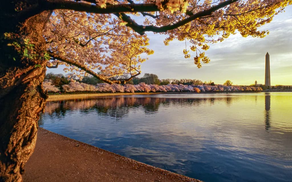 Cherry Blossoms Reflection