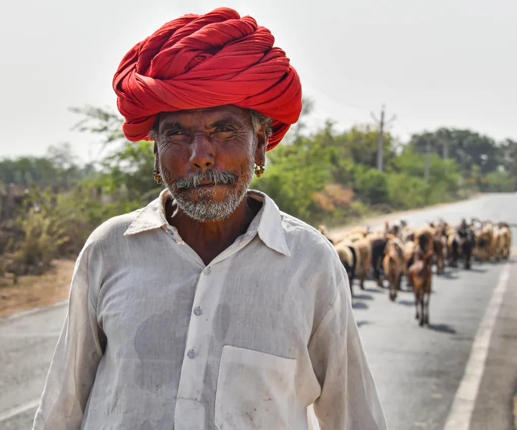 Rajasthan Shepherd