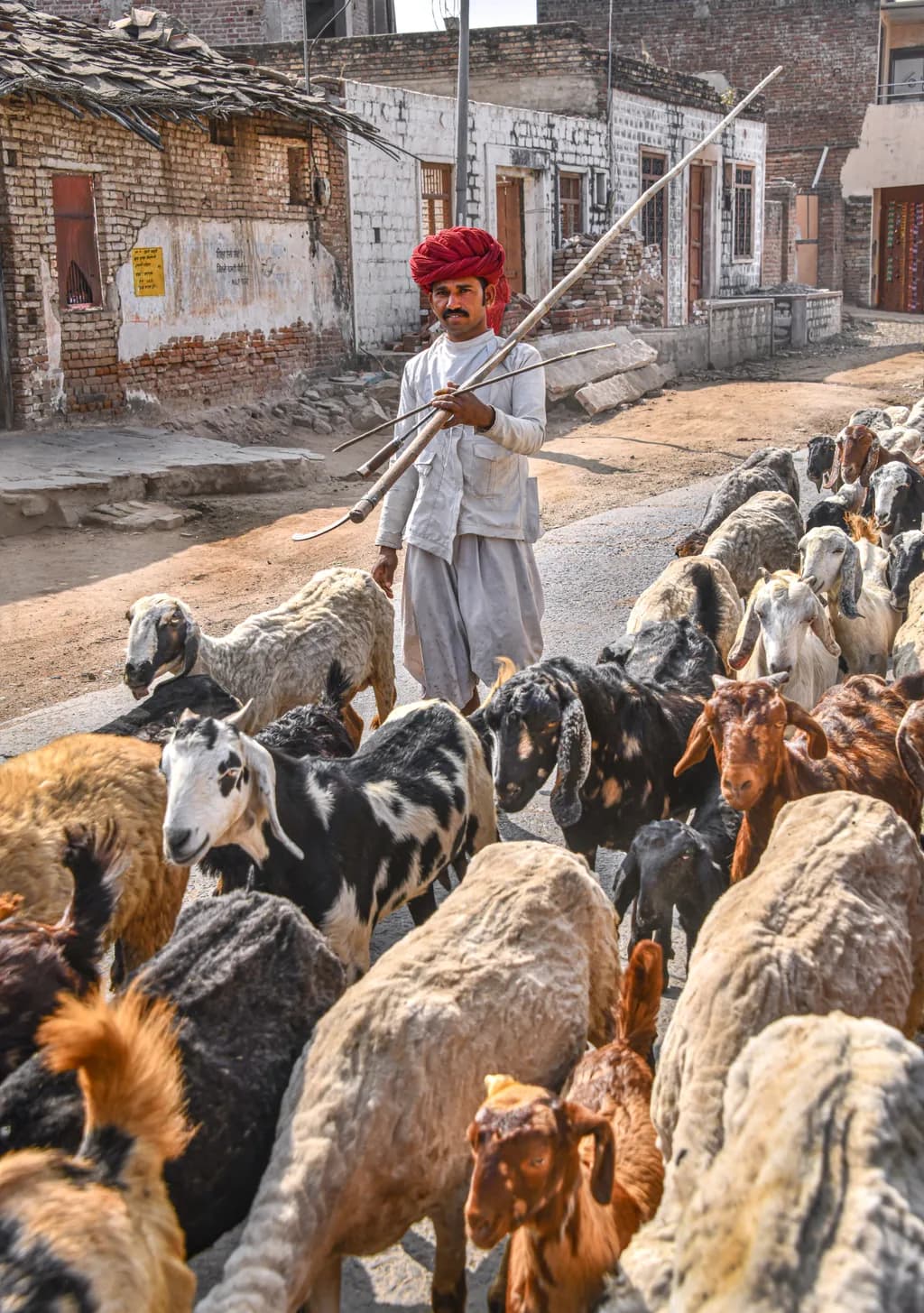 Desert Herdsman