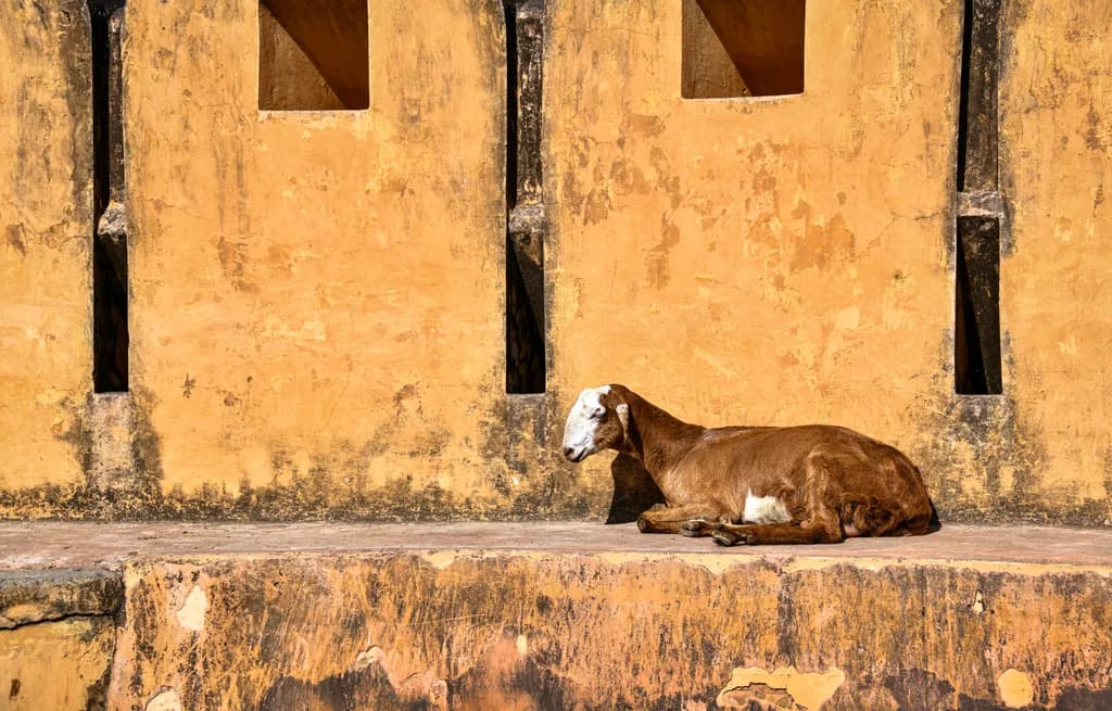 Rust and Repose