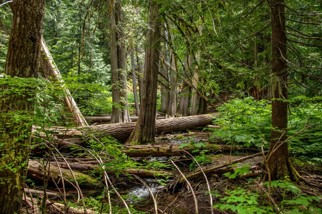 Washington Forest Quietude