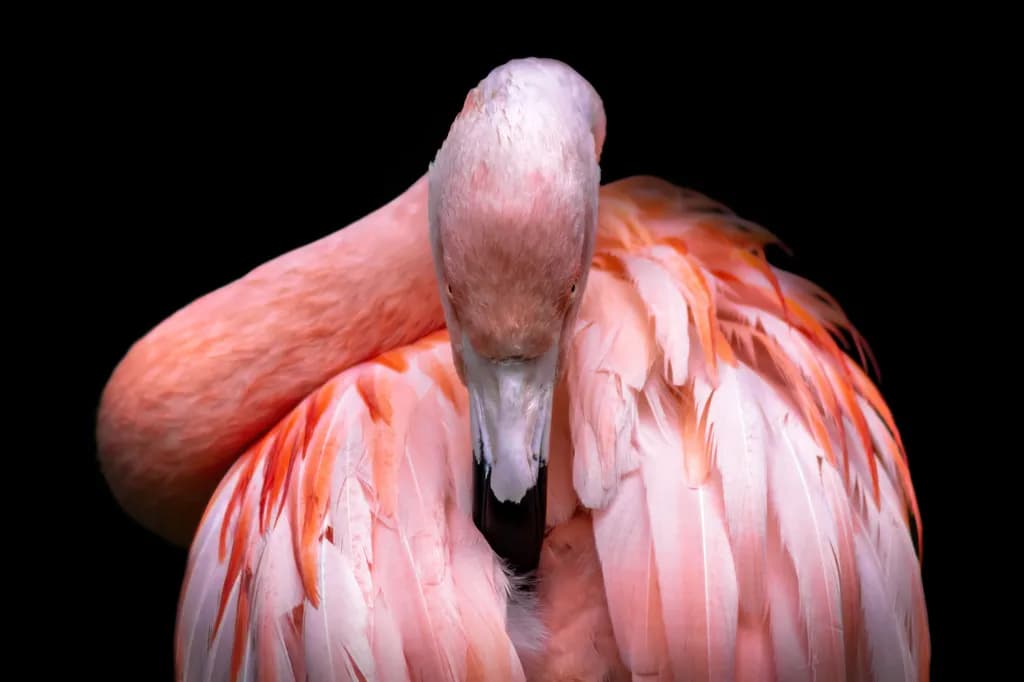 Flamingo No.1