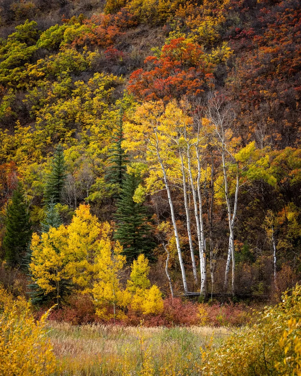 Aspen Glow