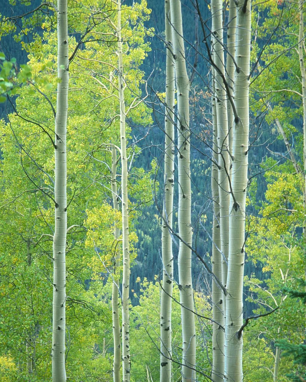 Aspen Grove