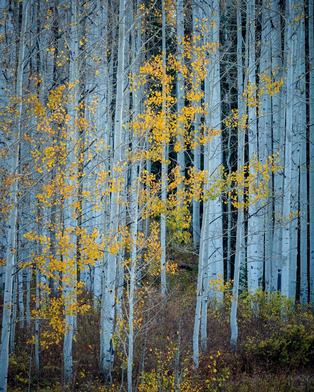 Aspen Glow