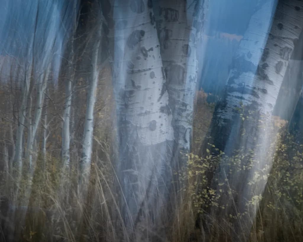 Lime Park Birches