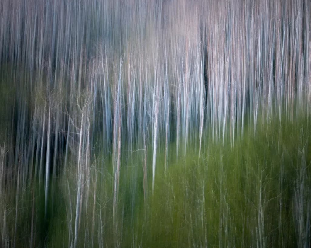 Uncompahgre Forest Lines