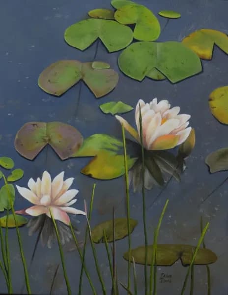 Waterlilies