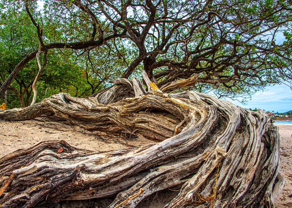 Whispers of Time - The Resilient Roots of Nature