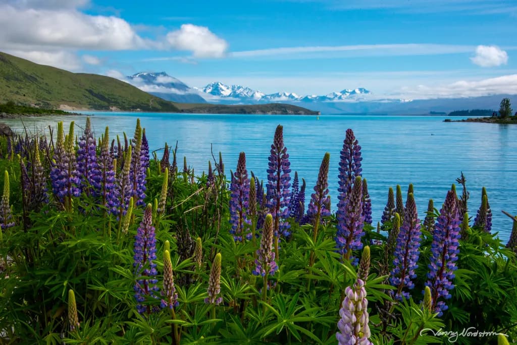 Lake Tekapo Bliss