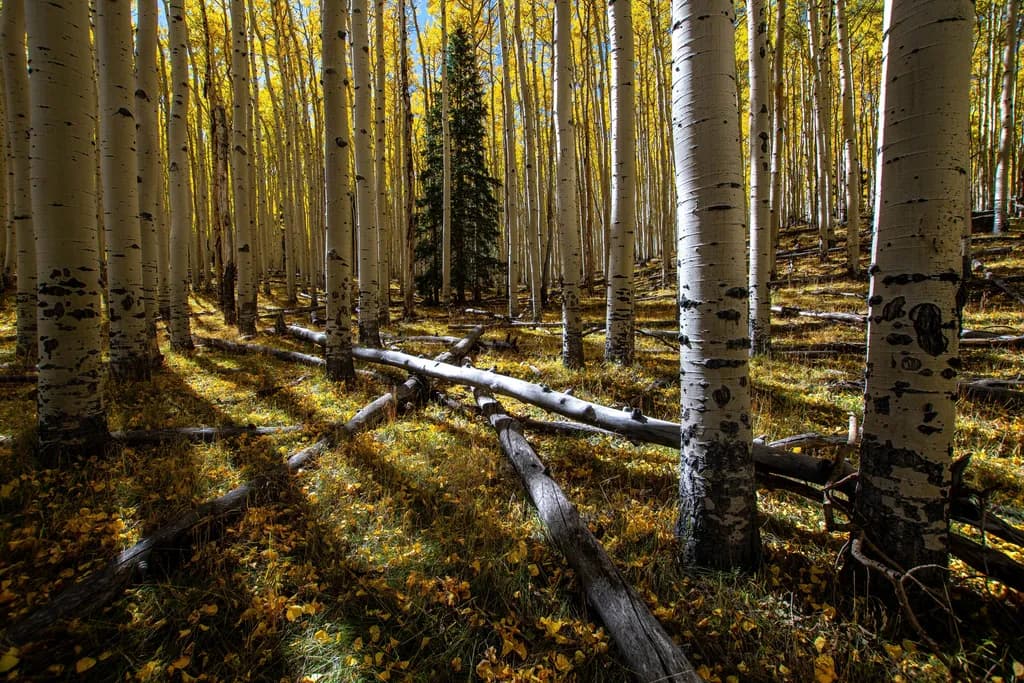 Whispers of Autumn: A Tranquil Forest Embrace Amidst Golden Shadows