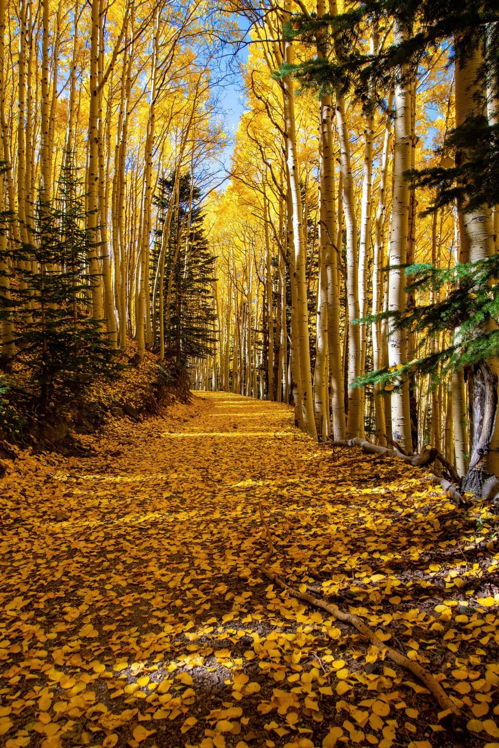 Golden Pathway Through Autumn's Embrace: A Serene Journey Amongst the Aspens