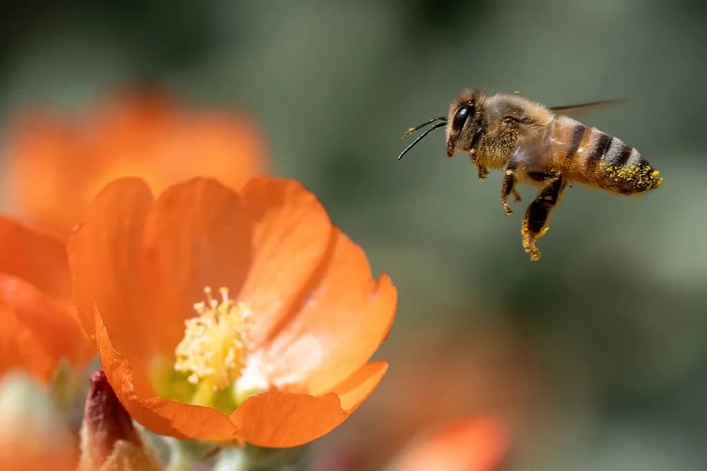 Whispers of Nature: A Bee's Dance Among Vibrant Blooms
