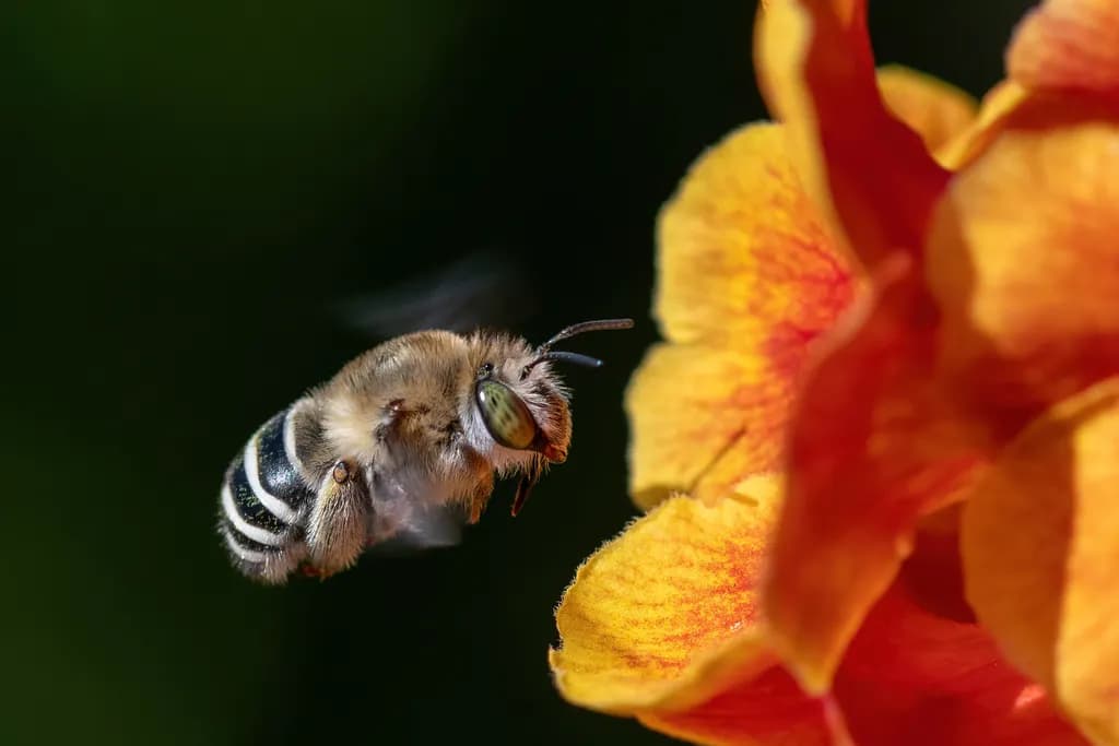 Whispers of Pollination: A Macro Dance Between Bee and Blossom