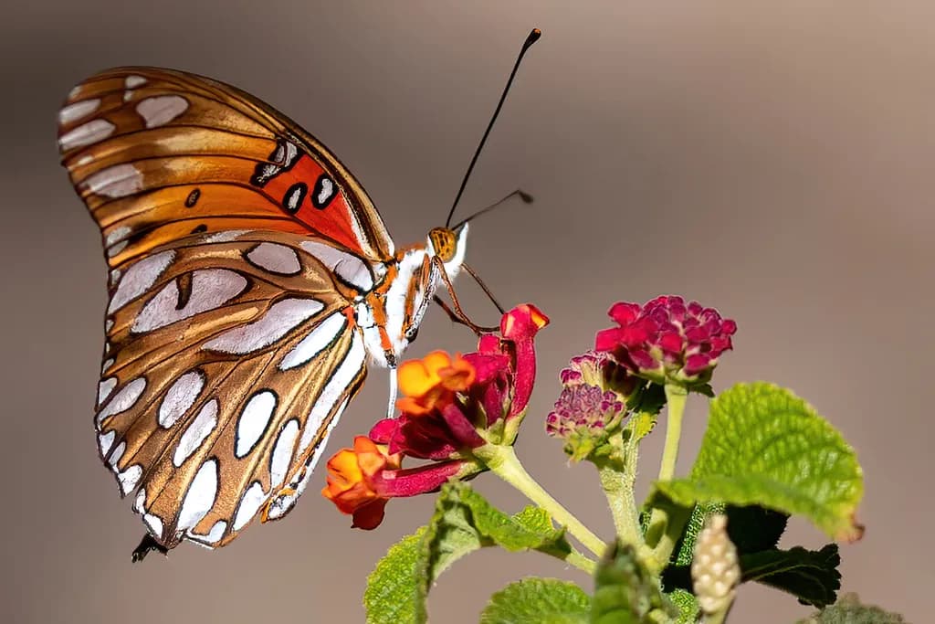 Whispers of Color: A Butterfly's Dance Among Blossoms