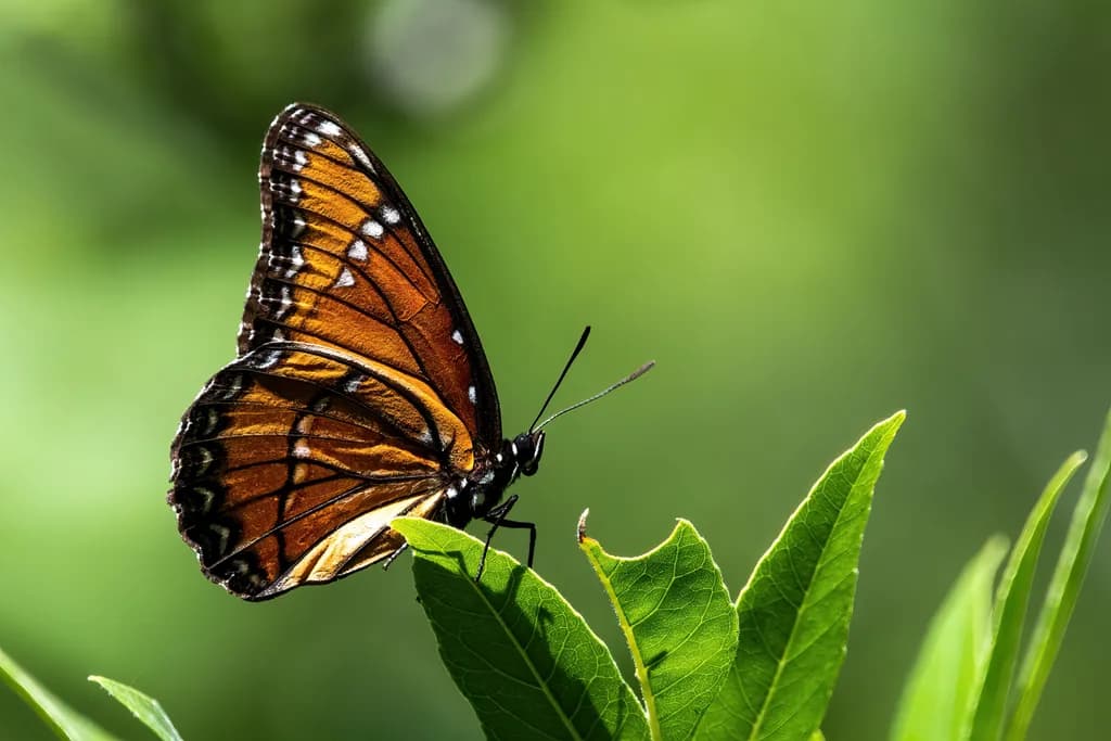 Whispers of Nature: The Monarch's Grace on Lush Green Leaves