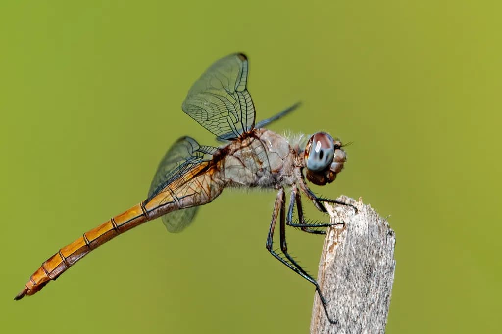 Whispers of Nature: A Dragonfly's Poised Elegance on a Sunlit Perch