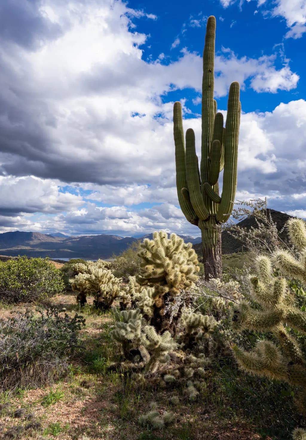 Sonoran Giants