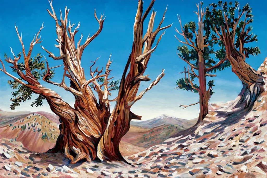 Bristlecone Resilience